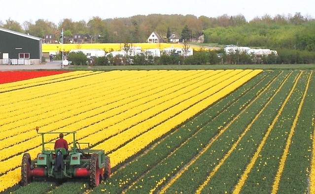 Tulpen rond Camping De Krammer Oude Tonge
