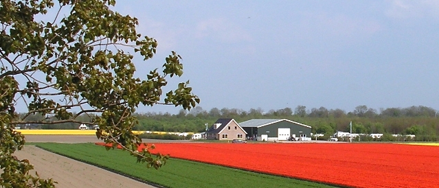 Tulpen rond Camping De Krammer Oude Tonge