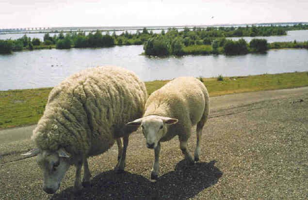 Buitendijk Oude-Tonge bij Camping De Krammer